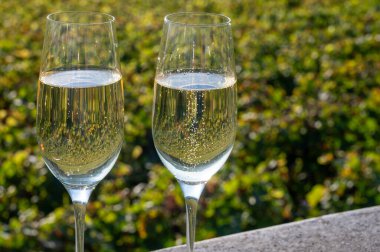 Tasting of Champagne sparkling wine with little bubbles on green vineyards near Ludes, Louvois, Val de Livre, Champagne, France on sunny day clipart