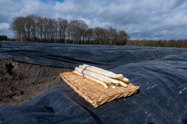 Hollanda 'da yeni beyaz kuşkonmaz hasadı, Brabant' ta tarım tarlası, siyah plastik film sıraları, organik kuşkonmaz sebzeleri.