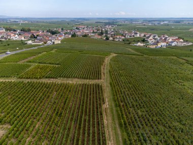Oger ve Mesnil-sur-Oger yakınlarındaki yeşil büyük Cru üzüm bağlarının havadan görünüşü, Champagne bölgesi, Fransa. Cote des Blancs 'ın kireçli topraklarında beyaz şarap üzümü ekimi, hasat.