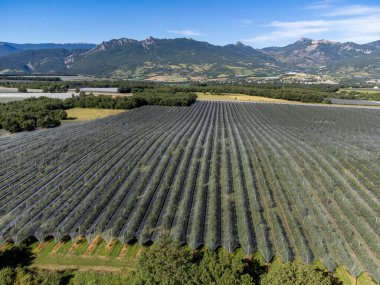 Lavanta veya lavanta bitkileriyle tarım bölgesi, Sisteron yakınlarındaki meyve bahçeleri, Haute-Durance, Franse 'den ayrılan Alpes-de-Haute-Provence, yaz mevsiminde, havadan foto
