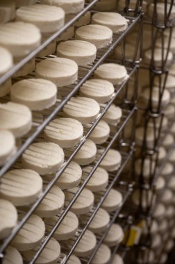 Cheese making process on goat farm, Rocamadour soft goat AOC cheese with soft rind produced on farm in Perigord and Quercy departement Lot, France, farm visit clipart