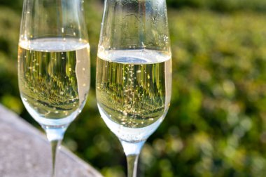 Şampanyayı tatmak, köpüklü köpüklü yeşil şarap Ludes, Louvois, Val de Livre, Champagne, Fransa yakınlarındaki yeşil üzüm bağlarında güneşli bir günde