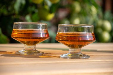 Güneşli bahçede yeni hasat edilmiş elmalardan yapılmış elma suyunun tadına bakmak, bir bardak elma şarabı.