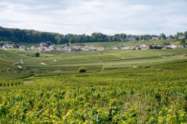 Cramant ve Avize yakınlarındaki Grand Cru üzüm bağları ile manzara, bölge Champagne, Fransa. Beyaz Chardonnay şarabının yetiştirilmesi ve hasat edilmesi Cote des Blancs 'ın kireçli topraklarında üzümdür.