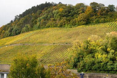 Nittel, Rhineland-Palatinate, Almanya çevresindeki teraslı üzüm bağlarının panoramik manzarası ve sonbaharda Grevenmacher yakınlarındaki Lüksemburg 'un üzüm bağlarındaki Moselle Nehri boyunca manzarası