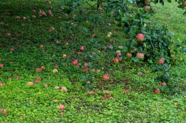 Provence 'deki ağaçta olgun kırmızı organik elmalar, sonbahar, Fransa' da hasat zamanı