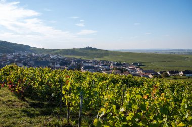 Eylül 'de Moulin de Verzenay yakınlarındaki büyük cru Champagne üzüm bağları, Montagne de Reims yakınlarındaki Pinot noir üzüm fabrikaları, Verzy ve Verzenay, Champagne, France, Hasat