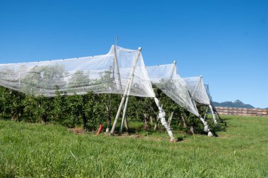 Fransa 'nın Alpes-de-Haute-Provence şehrinde, Sisteron yakınlarındaki organik meyve bahçelerinde elma ağaçları üzerinde yetişen genç yeşil Alpes de Haute-Durance elmaları.