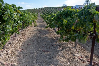 Landscape with famous sherry wines grape vineyards in Andalusia, Spain, sweet pedro ximenez or muscat, or palomino grape plants, used for production of jerez, sherry sweet, brandy and dry wines clipart