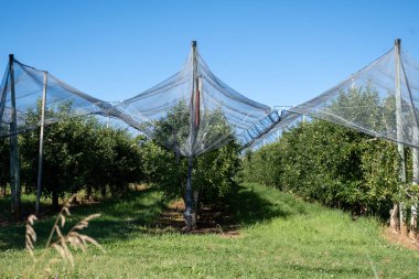 Fransa 'nın Alpes-de-Haute-Provence şehrinde, Sisteron yakınlarındaki organik meyve bahçelerinde elma ağaçları üzerinde yetişen genç yeşil Alpes de Haute-Durance elmaları.