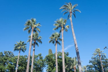 Avrupa, Sevilla, Endülüs, İspanya 'nın en eski şehirlerinden birinde günbatımında büyük palmiye ağaçları, alışılmadık şekiller ve tasarımlar bulunan güzel yeşil halk parkı.