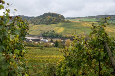 Nittel, Rhineland-Palatinate, Almanya çevresindeki teraslı üzüm bağlarının ve Machtum, Lüksemburg 'daki üzüm bağlarının sonbaharda Moselle Nehri boyunca uzanan manzarası.
