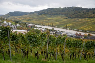 Nittel, Rhineland-Palatinate, Almanya çevresindeki teraslı üzüm bağlarının ve Machtum, Lüksemburg 'daki üzüm bağlarının sonbaharda Moselle Nehri boyunca uzanan manzarası.