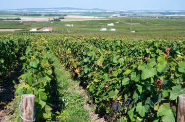 Eylül ayında Val de Livre, Champange, Fransa 'daki Ludes, Fransa' da başlıca cru şampanya üzüm bağlarında hasat çalışmaları