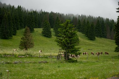 Comte peynirinin Jura, Fransa, Montbeliard veya Fransız sade ineklerinin yaz aylarında yeşil otlaklarda otlamaları ve üretimi ve yaşlanması