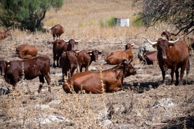 Endülüs kahverengi sığır sürüsü doğal park Sierra de Grazalema, Endülüs, İspanya 'daki dağlık yamaçlarda dinleniyor.