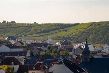 Eylül 'de Moulin de Verzenay yakınlarındaki büyük cru Champagne üzüm bağları, Montagne de Reims yakınlarındaki Pinot noir üzüm fabrikaları, Verzy ve Verzenay, Champagne, France, Hasat