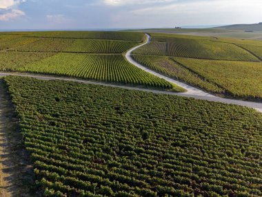 Eylül 'de Lal de Livre, Champagne, Fransa' da yeşil başbakan ve Grand Cru üzüm bağları, Pinot noir ve meunier üzümleri, sıralanmış üzüm bağları,