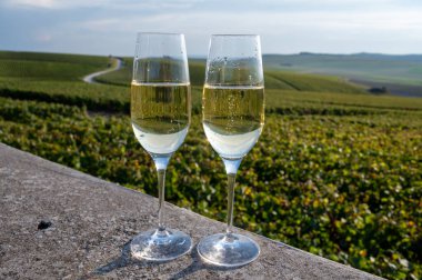 Şampanyayı tatmak, köpüklü köpüklü yeşil şarap Ludes, Louvois, Val de Livre, Champagne, Fransa yakınlarındaki yeşil üzüm bağlarında güneşli bir günde