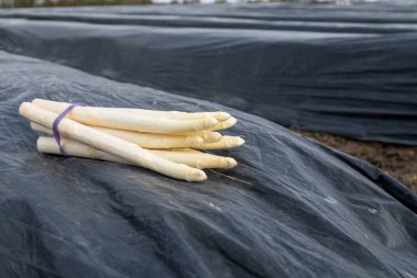 Hollanda 'da yeni beyaz kuşkonmaz hasadı, Brabant' ta tarım tarlası, siyah plastik film sıraları, organik kuşkonmaz sebzeleri.