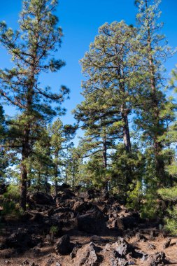 Tenerife 'deki Teide Ulusal Parkı' nı ziyaret etmek ve volkanik manzaralara ve kışın Kanarya Adaları, İspanya 'daki yeşil Kanarya çam ağaçlarına bakmak