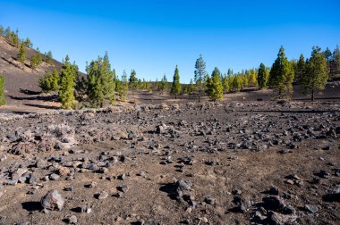 Tenerife 'deki Teide Ulusal Parkı' nı ziyaret etmek ve volkanik manzaralara ve kışın Kanarya Adaları, İspanya 'daki yeşil Kanarya çam ağaçlarına bakmak