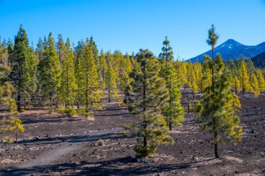 Tenerife 'deki Teide Ulusal Parkı' nı ziyaret etmek ve volkanik manzaralara ve kışın Kanarya Adaları, İspanya 'daki yeşil Kanarya çam ağaçlarına bakmak