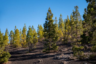 Tenerife 'deki Teide Ulusal Parkı' nı ziyaret etmek ve volkanik manzaralara ve kışın Kanarya Adaları, İspanya 'daki yeşil Kanarya çam ağaçlarına bakmak