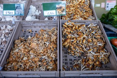 Taze taze organik nameko seta mantarları Tenerife, Kanarya Adaları, İspanya, taze yerel çiftçi ürünleri pazarında.