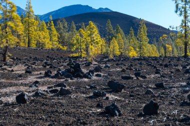 Tenerife 'deki Teide Ulusal Parkı' nı ziyaret etmek ve volkanik manzaralara ve kışın Kanarya Adaları, İspanya 'daki yeşil Kanarya çam ağaçlarına bakmak