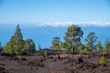 Tenerife 'deki Teide Ulusal Parkı' nı ziyaret etmek ve volkanik manzaralara ve kışın Kanarya Adaları, İspanya 'daki yeşil Kanarya çam ağaçlarına bakmak