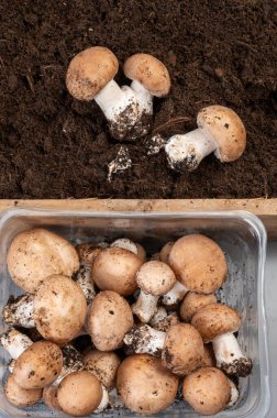 Brown fresh champignons mushrooms from underground caves in Kanne, Belgium, organic farm clipart