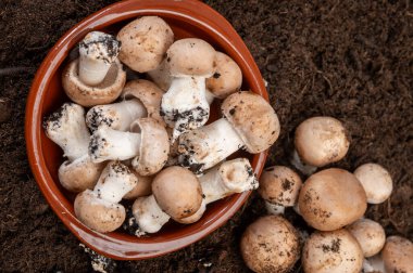 Brown fresh champignons mushrooms from underground caves in Kanne, Belgium, organic farm clipart