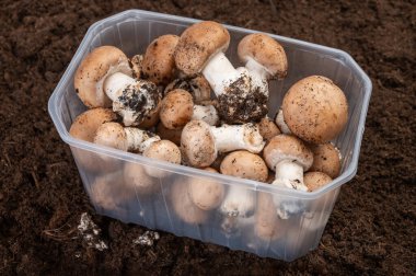 Brown fresh champignons mushrooms from underground caves in Kanne, Belgium, organic farm clipart