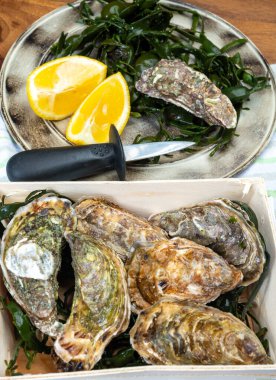 Box with fresh live raw Fine de Claire Oleron oysters seashells served oyster-farming village, Marennes Oleron area, France, sea food concept clipart