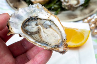 Hand with opened fresh live raw Fine de Claire Oleron oysters seashells served oyster-farming village, Marennes Oleron area, France, sea food concept clipart