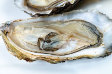 Taze çiğ tabak Fine de Claire Oleron istiridye kabukları istiridye çiftliği köyü, Marennes Oleron bölgesi, Fransa, deniz ürünleri konsepti.