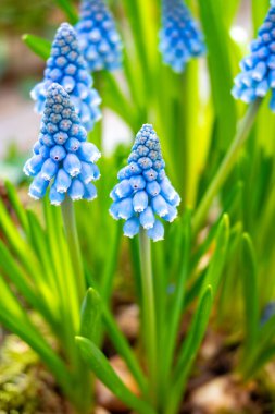 Mavi üzümlerden oluşan erken bahar çiçekleri Muscari aucheri Blue Magic veya Gargen 'deki Okyanus