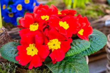 Baharda bahçe işleri, bahçe dükkanında satılık çok renkli primula çiçekleri.