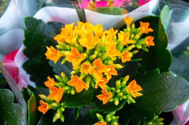 Kalanchoe meidicinal plant, Saxifragales Crassulaceae Kalanchoe flower in garden shop clipart