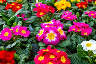 Baharda bahçe işleri, bahçe dükkanında satılık çok renkli primula çiçekleri.