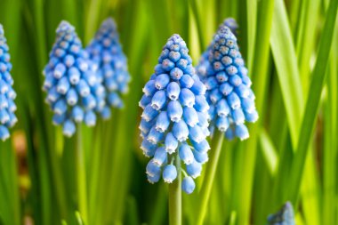 Mavi üzümlerden oluşan erken bahar çiçekleri Muscari aucheri Blue Magic veya Gargen 'deki Okyanus