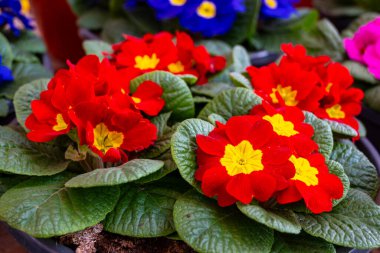 Baharda bahçe işleri, bahçe dükkanında satılık çok renkli primula çiçekleri.