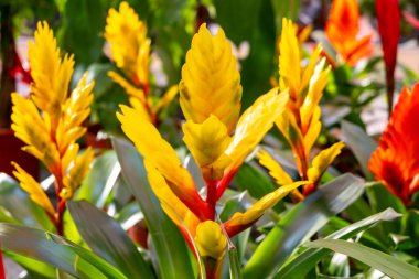 Sarı ve kırmızı bromelia çiçekleri kapalı alanda dekoratif bitkiler, Bromelia 'nın renkli çiçekleri