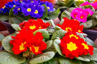 Baharda bahçe işleri, bahçe dükkanında satılık çok renkli primula çiçekleri.