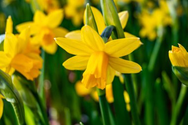 Baharın yeşermesi sarı nergisler parkta, bahar mevsiminde, doğa arka planında