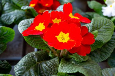 Baharda bahçe işleri, bahçe dükkanında satılık çok renkli primula çiçekleri.