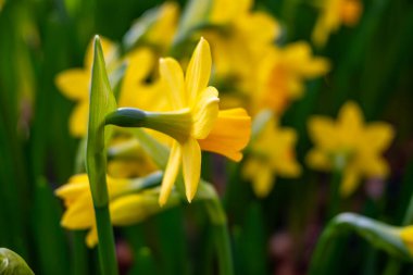 Blossoming of spring yellow daffodils flowers in park, spring season, nature background clipart