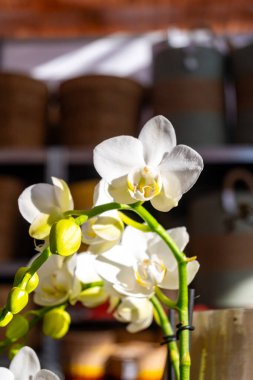 Hollanda 'da ticaret ve dünya çapında ihracat için orkide familyasından renkli tropikal bitkilerin yetiştirilmesi, çiçeklerin çiçek açması