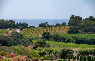 Fransız Riviera manzarası, tepeler, evler ve yeşil üzüm bağları Cotes de Provence, Saint-Tropez yakınlarındaki gül şarabı üretimi, Gassin, Pampelonne plajı, Var, Fransa yazın